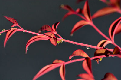 Close-up of red plant with some insects