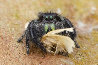 Close-up of spider on field