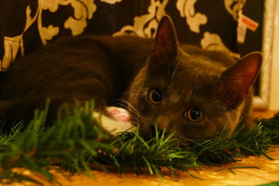 Close-up portrait of a cat