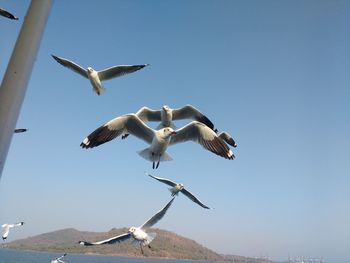 Low angle view of seagulls flying against clear sky