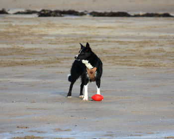 Dog running on the beach