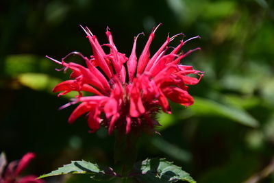 Close-up of pink flower