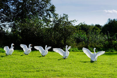 View of goose standing on grass