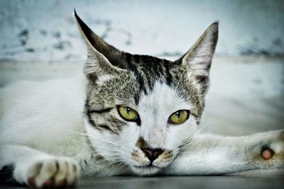 Close-up portrait of tabby cat