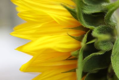 Close-up of yellow flower