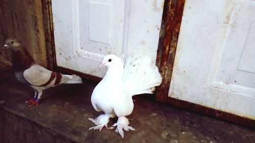 High angle view of white pigeons perching on wood