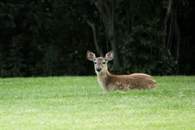 Portrait of deer