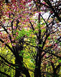 Low angle view of tree against sky