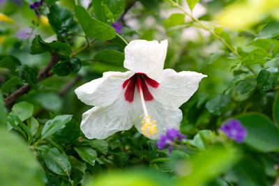 Close-up of white flowering plant