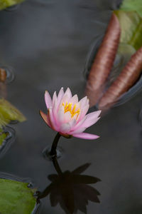 Close-up of water lily in lake