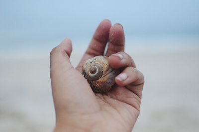 Close-up of hand holding seashell