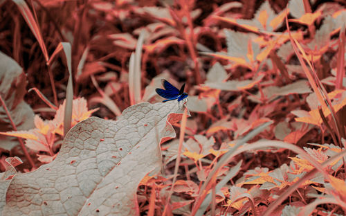 Close-up of insect on leaves