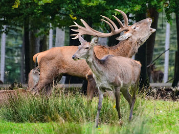 Deer in a field