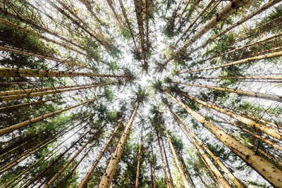 Low angle view of pine trees in forest against sky