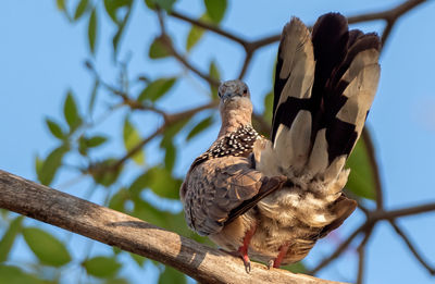 Low angle view of birds perching on tree against sky