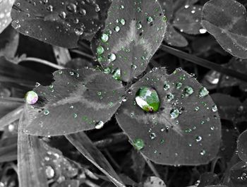 Close-up of raindrops on leaf