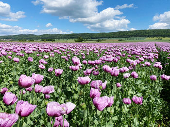 Close-up of purple flowering plants on field against sky