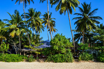 Palm trees against clear blue sky