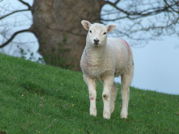 Sheep standing in a field