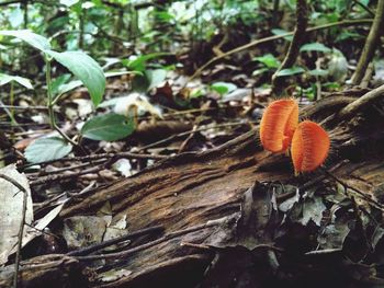 Close-up of plant in forest