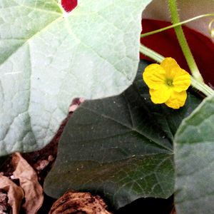 Close-up of maple leaf