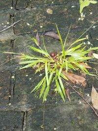 Close-up of plant growing outdoors