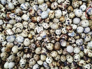 Full frame shot of quail eggs