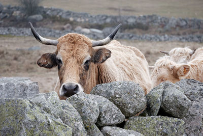 Cow on rock