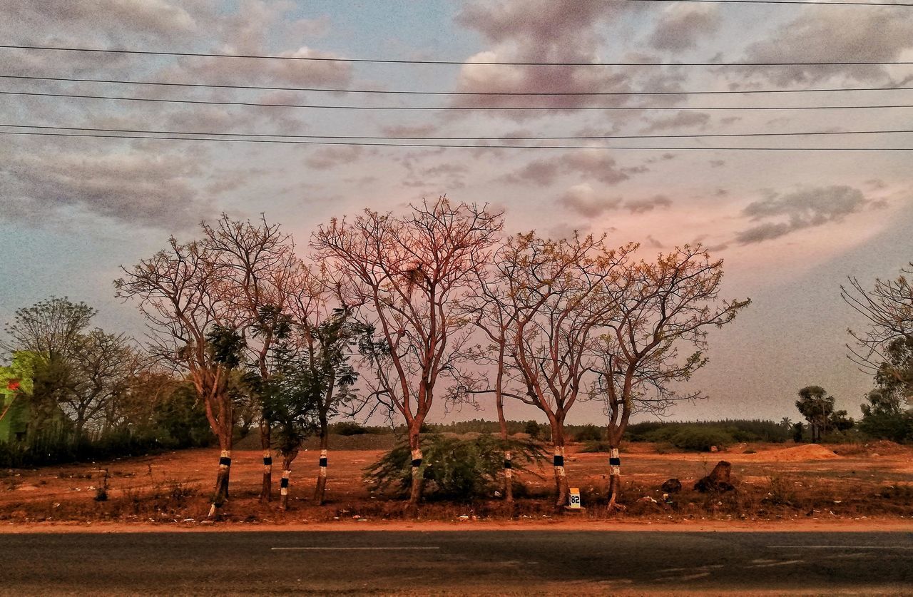 BARE TREES ON FIELD