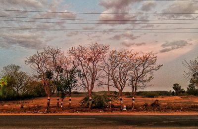 Bare trees on field against sky