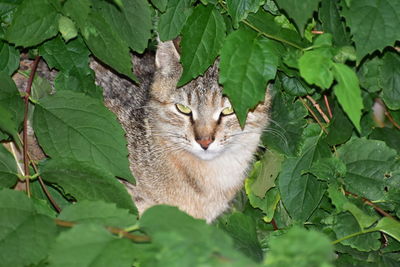 Portrait of a cat