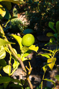 Close-up of fruits growing on tree