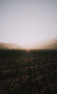 Scenic view of vineyard against sky during sunset