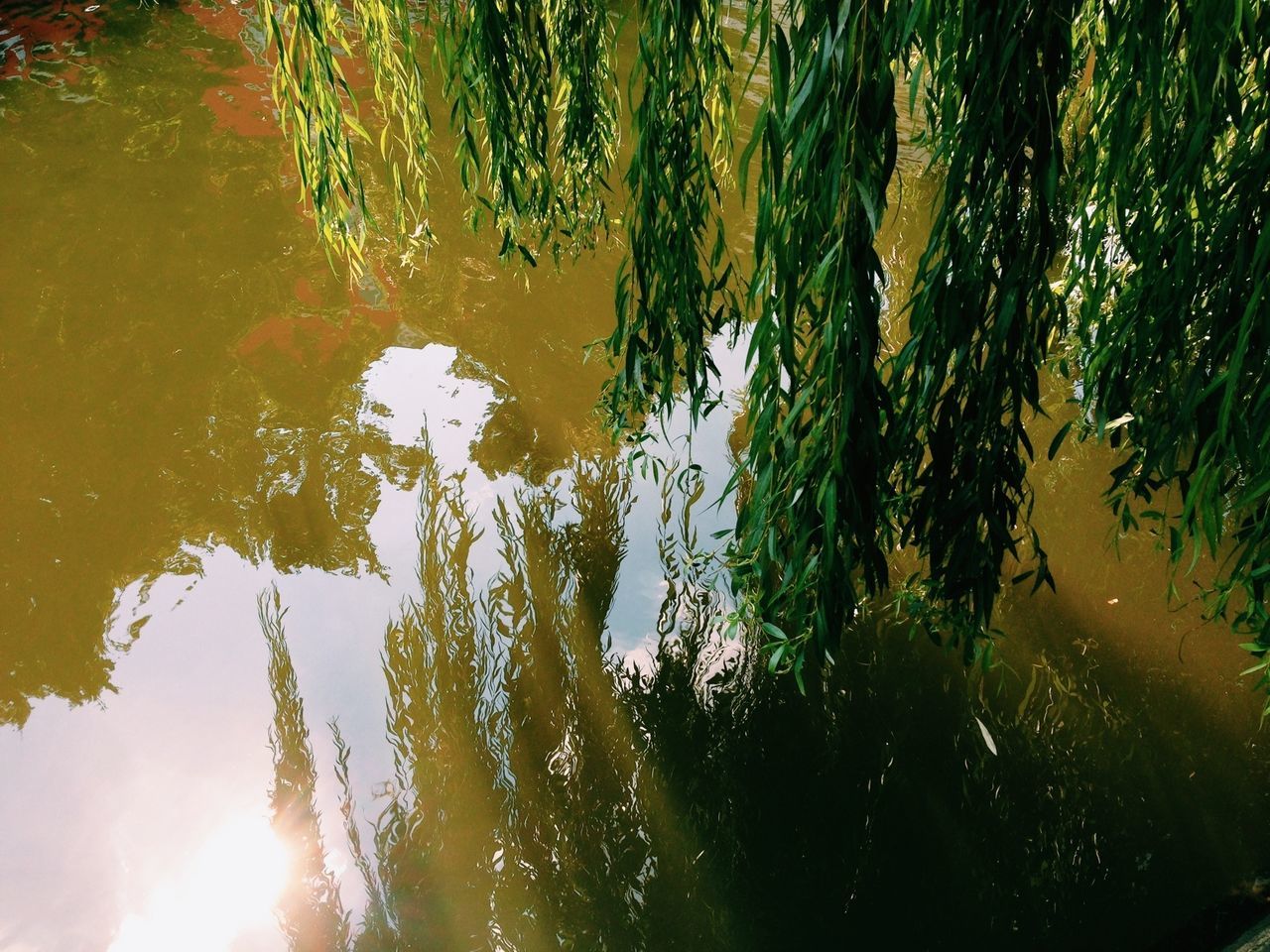 water, reflection, tree, nature, pond, growth, tranquility, sunlight, beauty in nature, lake, wet, waterfront, standing water, green color, outdoors, scenics, day, leaf, puddle, tranquil scene