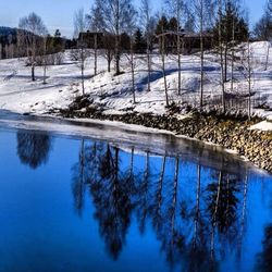 Reflection of trees in calm lake