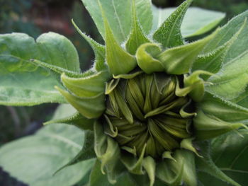 Close-up of fresh green plant