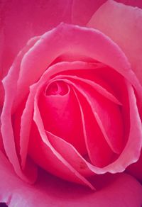 Macro shot of red rose