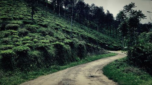 Dirt road amidst trees in forest