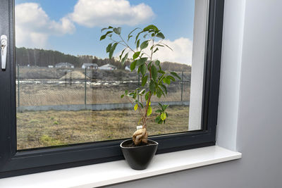 A beautiful, large bonsai tree in a black pot with liquid flower conditioner, standing on a windows