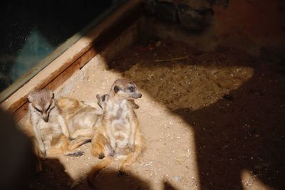 High angle view of cats in water