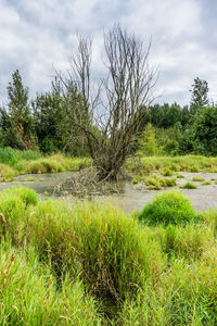 Scenic view of swamp against sky