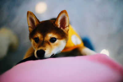 Close-up portrait of a dog