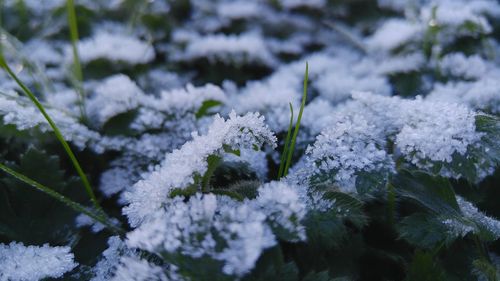 Close-up of snow on plants