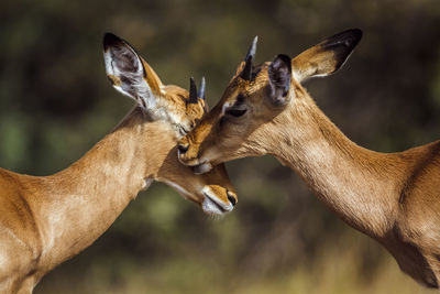 Close-up of deer