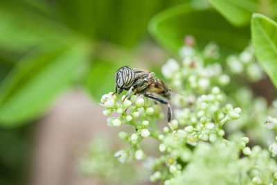 Close-up of butterfly on flower