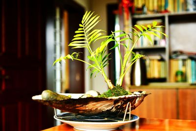 Close-up of leaves on table
