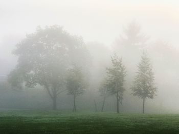 Trees on field during foggy weather