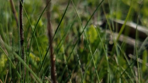 Close-up of crops growing on field