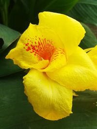 Close-up of yellow flowering plant