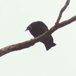 Low angle view of bird perching on wall
